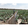 Improved irrigation management and agricultural practices in Ziway, Ethiopia