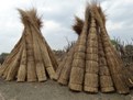 Dried grass used for thatching
