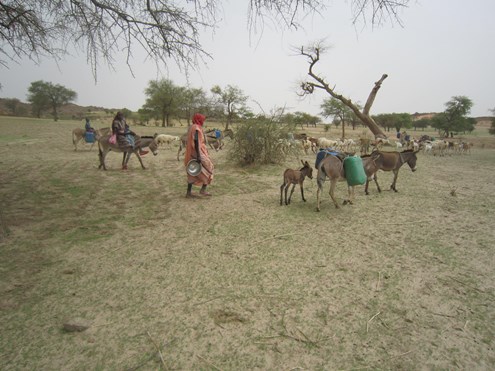 Livestock Darfur