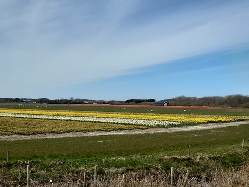 Texel_Landgebruik schapen en bloemen